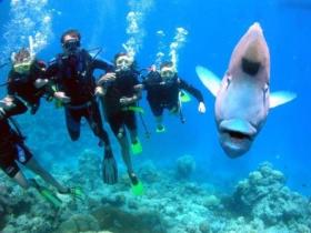 Henderson's Rock Dive Site - Accommodation Sydney 0