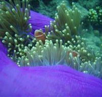 The Lady Bowen Dive Site - Sydney 4u
