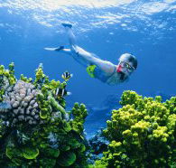 Wheeler Reef Dive Site - Accommodation Sydney