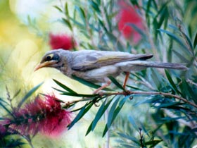 Windorah QLD Accommodation Sydney