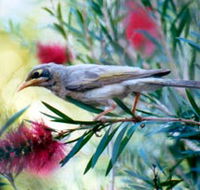 Windorah Nature Drive - Accommodation Sydney