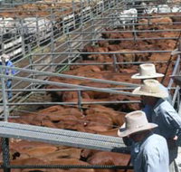 Dalrymple Sales Yards - Cattle Sales - Accommodation Sydney