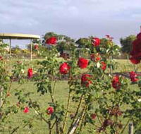 Elizabeth Park Rose Gardens - Accommodation Sydney
