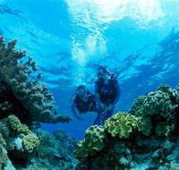 Coral Gardens Dive Site - Accommodation Sydney