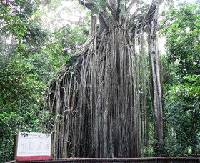Curtain Fig National Park - Sydney 4u 0