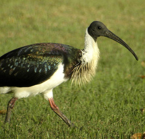 Toowoomba Bicentennial Waterbird Habitat - Accommodation Sydney 0