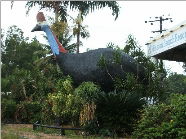 The Big Cassowary - Sydney 4u 0
