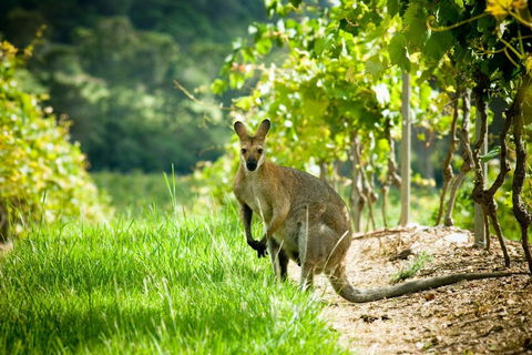 Sirromet Winery - Accommodation Sydney 2