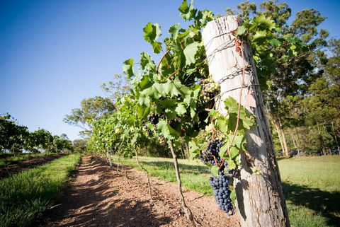 Sirromet Winery - Accommodation Sydney 3