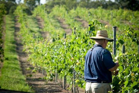 Sirromet Winery - Accommodation Sydney 11