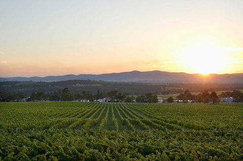 Sirromet Winery - Accommodation Sydney 13