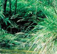 Lerderderg State Park - Accommodation Sydney