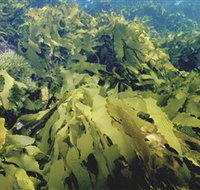 Barwon Bluff Marine Sanctuary - Accommodation Sydney