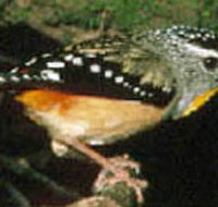 Reef Hills State Park - Accommodation Sydney