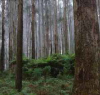 Kinglake National Park - Accommodation Sydney