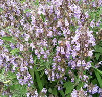 Otway Herbs - Accommodation Sydney