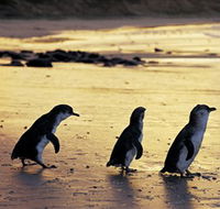 Phillip Island Nature Park - Accommodation Sydney