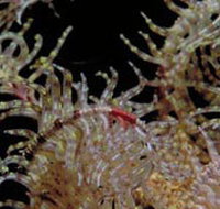 Point Danger Marine Sanctuary - Accommodation Sydney