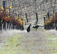 Blue Pyrenees Estate - Accommodation Sydney