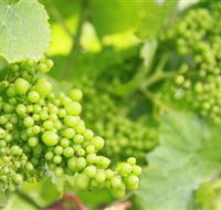 Waratah Hills Vineyard - Accommodation Sydney