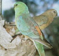 Lake Albacutya Regional Park - Accommodation Sydney