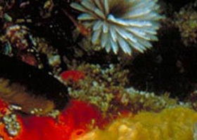 Point Cooke Marine Sanctuary - Accommodation Sydney 0