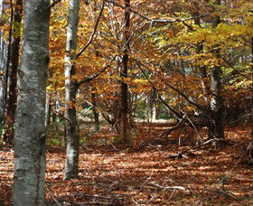 RJ Hamer Arboretum - Accommodation Sydney 0