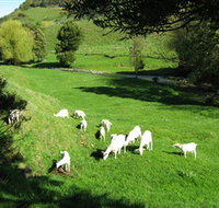 Goats of Gaia Soap - Accommodation Sydney