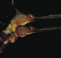 Eagle Rock Marine Sanctuary - Sydney 4u