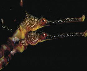 Eagle Rock Marine Sanctuary - Sydney 4u 0