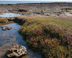 Ricketts Point Marine Sanctuary - Accommodation Sydney 0