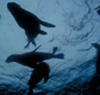 The Arches Marine Sanctuary - Accommodation Sydney