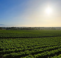 GREENSTONE VINEYARDS - Sydney 4u