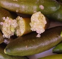 Sandy Creek Olives and Finger Limes - Accommodation Sydney