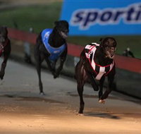 Dapto Dogs - Accommodation Sydney