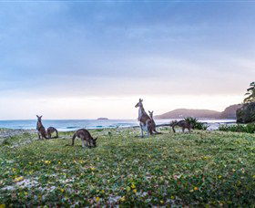 Pebbly Beach NSW Sydney 4u
