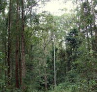 Bongil Bongil National Park - Sydney 4u