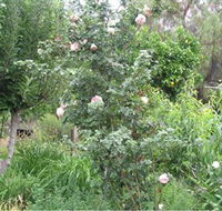 Tombstone Estate Vineyard - Accommodation Sydney
