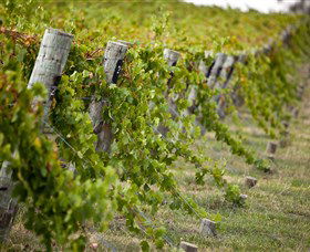 Moothi Estate Vineyard And Cellar Door - Accommodation Sydney 1