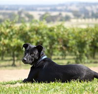 Moothi Estate Vineyard and Cellar Door - Accommodation Sydney