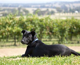 Moothi Estate Vineyard And Cellar Door - Accommodation Sydney 0
