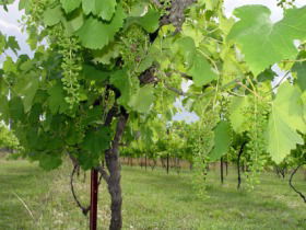 Holland Wines - Accommodation Sydney 0