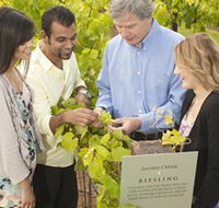 Jacob's Creek Vineyard Tour - Accommodation Sydney