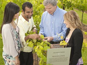 Jacob's Creek Vineyard Tour - Accommodation Sydney 0