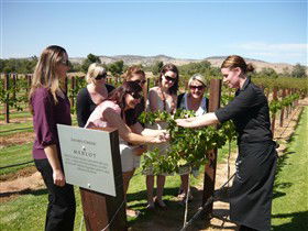Jacob's Creek Vineyard Tour - Accommodation Sydney 2