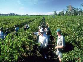 Padthaway Estate Winery - Sydney Resort 1