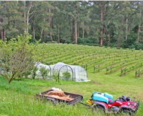 Peveril Vineyard/Beechy Berries - Sydney 4u 1