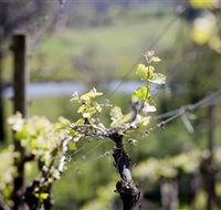 Whistling Eagle Vineyard - Accommodation Sydney