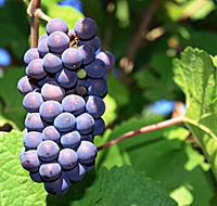 Tinderbox Vineyard - Accommodation Sydney