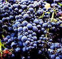 Tolpuddle Vineyard - Accommodation Sydney